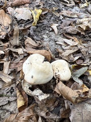 Lactarius pubescens