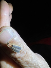 Diaphanes flavilateralis