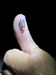 Diaphanes flavilateralis