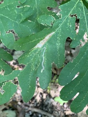 Stigmella saginella