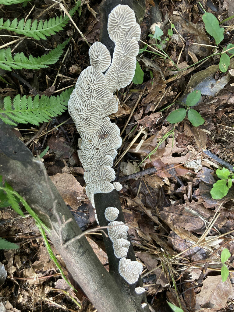 Daedaleopsis styracina · October 2022 · photo: © atsushi_nakajima_cirque (iNaturalist, cc-by)