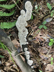 Daedaleopsis styracina