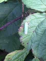 Cicadella