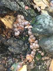 Lycogala flavofuscum