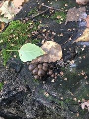 Lycogala flavofuscum