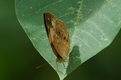 Cupha erymanthis lotis