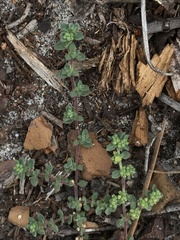 Amaranthus blitoides
