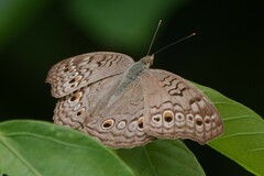 Junonia atlites atlites