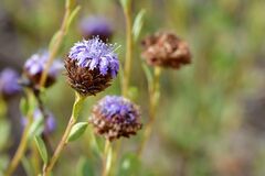 Globularia