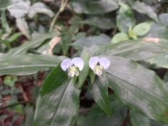 Commelina paludosa