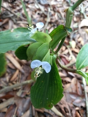 Commelina paludosa