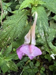 Impatiens uniflora