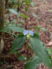 Commelina paludosa