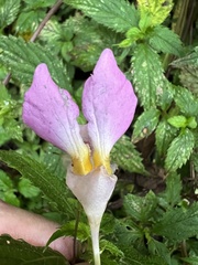 Impatiens uniflora