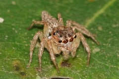 Cytaea