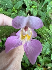 Impatiens uniflora