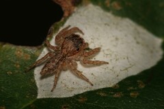 Cytaea