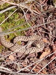 Malpolon monspessulanus