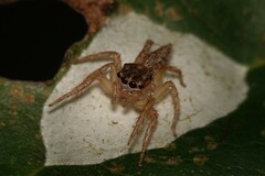 Cytaea