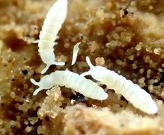 Onychiurinae