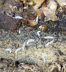 Onychiurinae