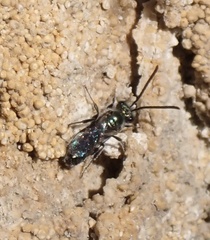 Lasioglossum