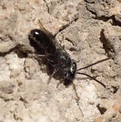 Lasioglossum