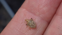 Ancyrosoma leucogrammes