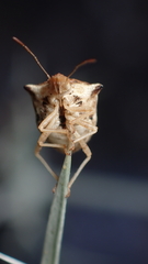 Ancyrosoma leucogrammes