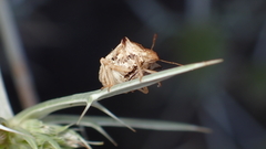 Ancyrosoma leucogrammes