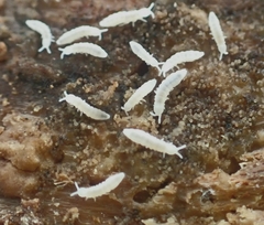 Onychiurinae