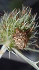 Ancyrosoma leucogrammes