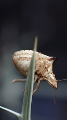 Ancyrosoma leucogrammes