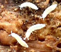 Onychiurinae