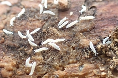 Onychiurinae