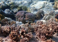 Thalassoma jansenii