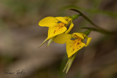 Diuris chryseopsis