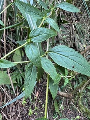 Scrophularia yoshimurae
