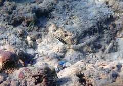 Thalassoma jansenii