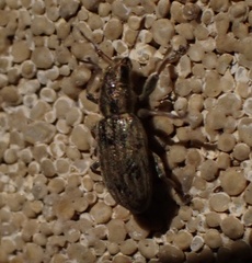 Sitona lineatus