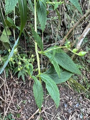 Scrophularia yoshimurae