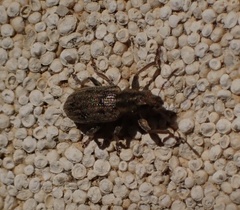 Sitona lineatus