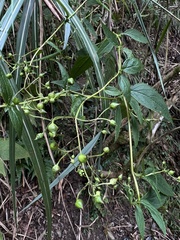 Scrophularia yoshimurae