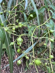 Scrophularia yoshimurae