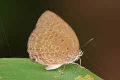 Arhopala major