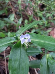 Commelina paludosa