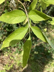 Sambucus nigra