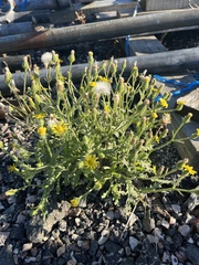 Senecio viscosus
