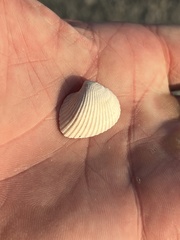 Noetia
