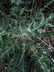 Cirsium taiwanense